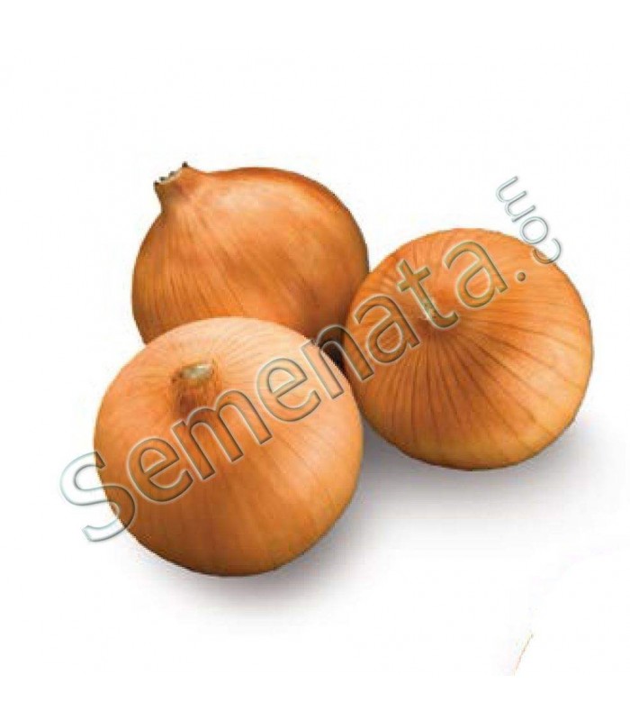 Пегас (Pegase)
